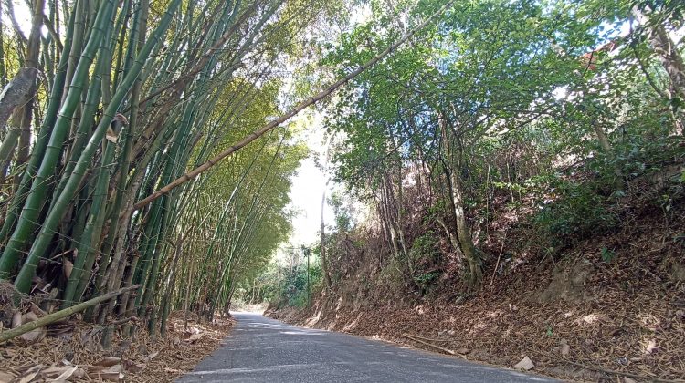 Montes Verdes Bambúes