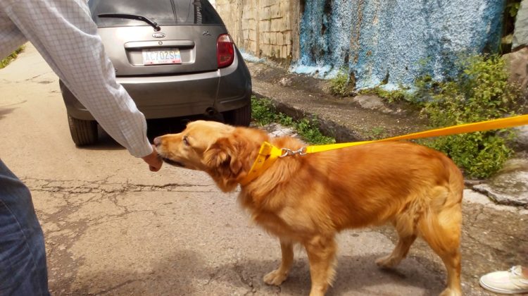 Mordedura de perro