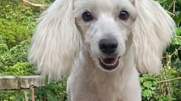 Oso, perrito extraviado