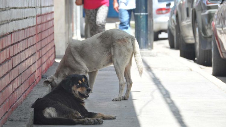 PERROS CALLEJEROS 3
