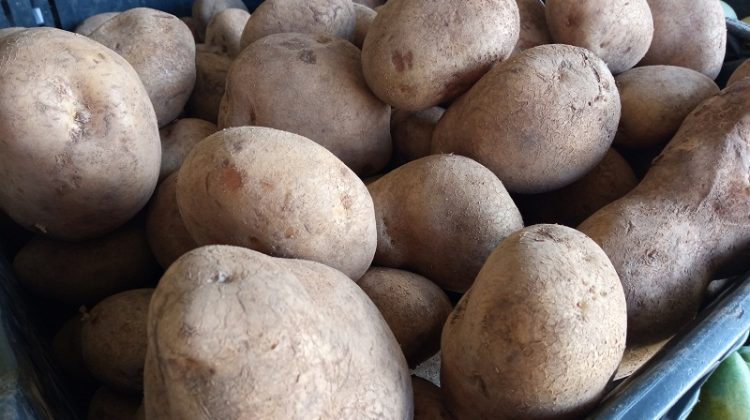 Papas II