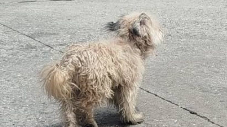 Perrito Alto Verde