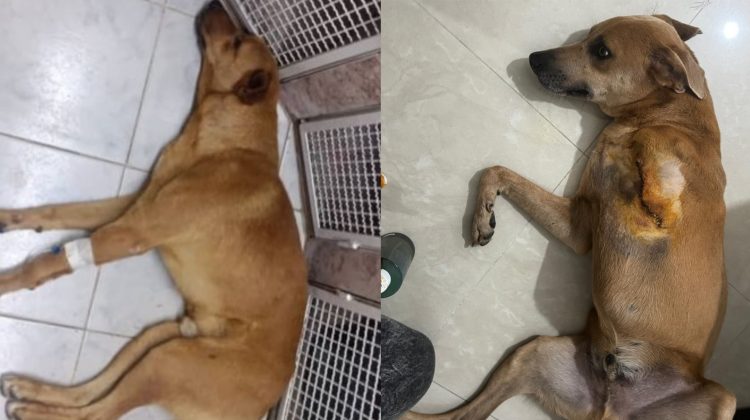 Perrito arrollado y Ángel