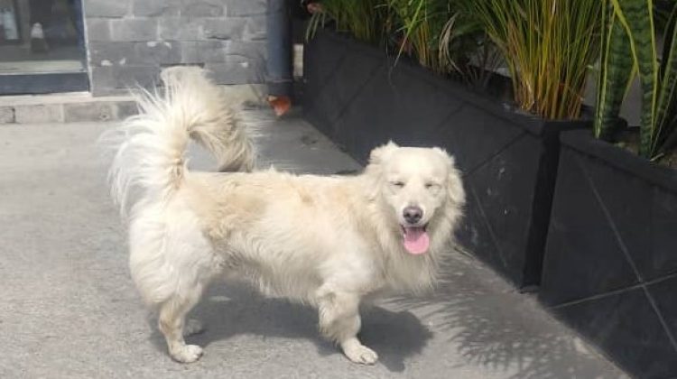 Perrito perdido