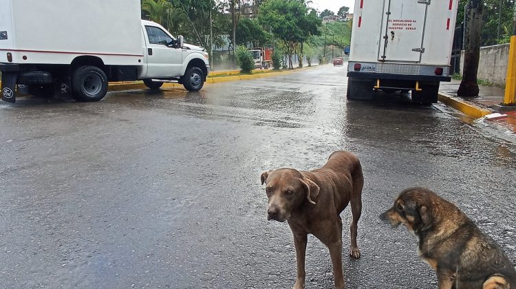 Perros callejeros