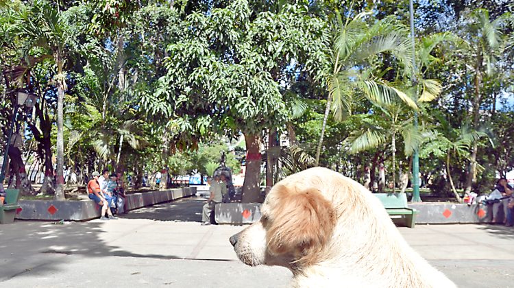 Perros plaza guaicaipuro