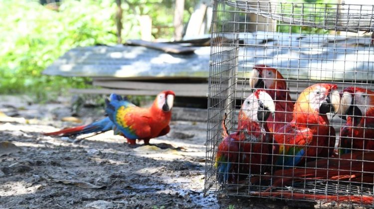 RED-TRAFICO-DE-AVES