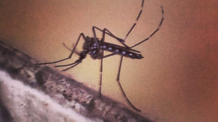 Recomiendan tomar medidas para evitar proliferación de mosquitos