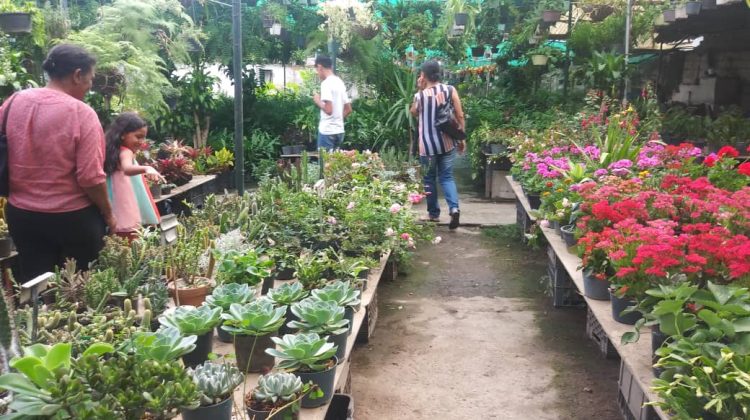 Vivero