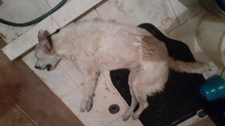 WhatsApp Image 2025-06-06 at 2.38.52 PM