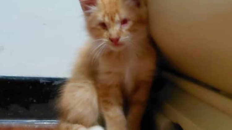 WhatsApp Image 2025-11-07 at 17.36.58