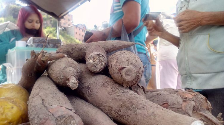Yuca