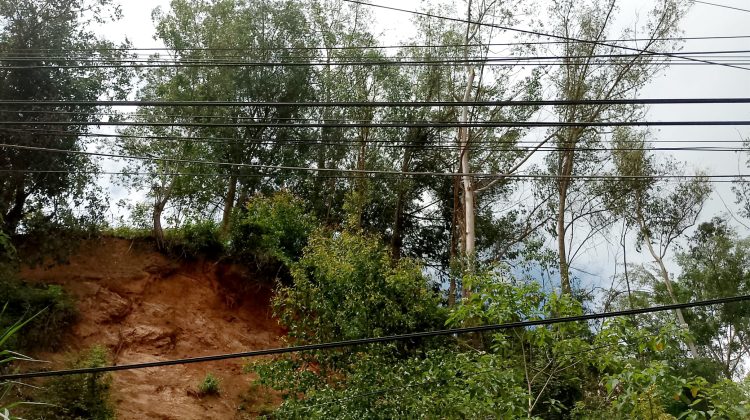 alboles a punto de caer el cafetal