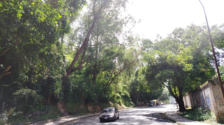 árbol UPTAMCA