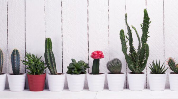 cactus-1