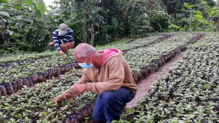 caficultores-Miranda