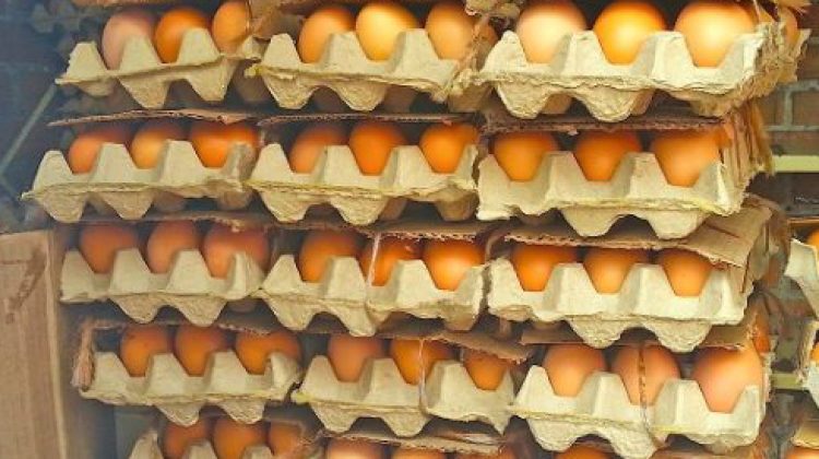 cartones-de-huevos