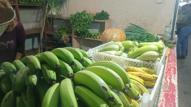 cosecha san pedro