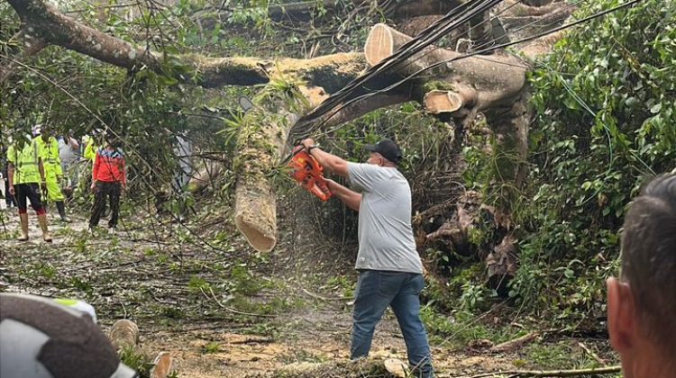 el arbol