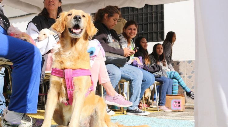 esterilizaron_a_50_mascotas_en_carrizal