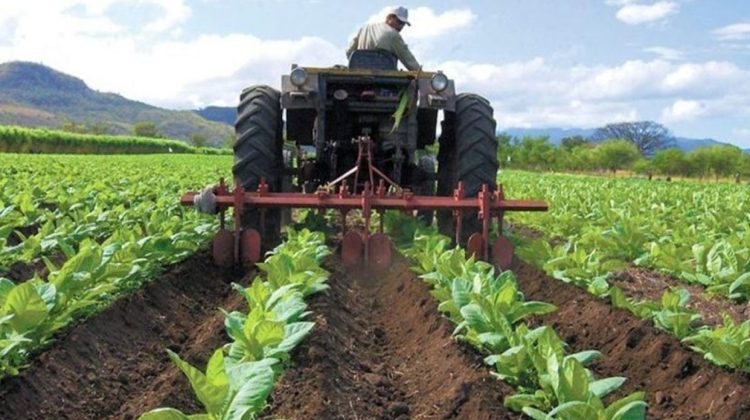 fedeagro-reporto-disminucion-en-consumo-de-arroz-maiz-y-azucar-121115