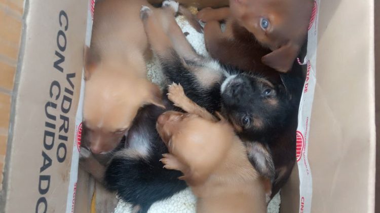 foto 1 - favor unir con la foto 2