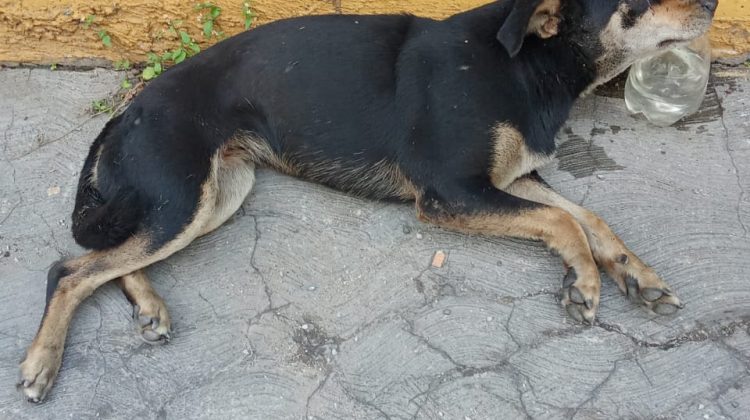 foto ppal La Negra