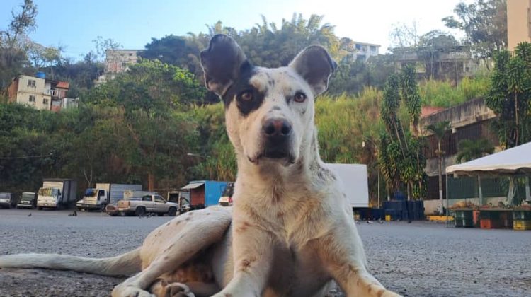 foto principal - manchitas