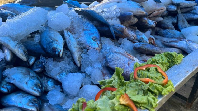 fotografia mercado de pescados 1