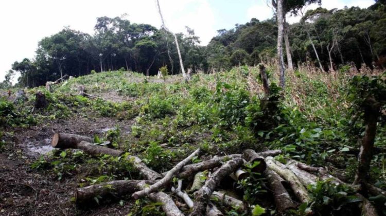gobierno-busca-ampliar-la-proteccion-forestal-con-seis-programas-ambientales-151729