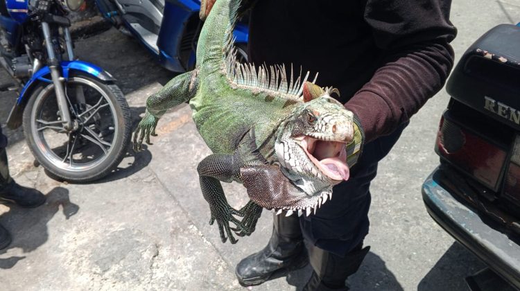 iguana rescatada en carrizal