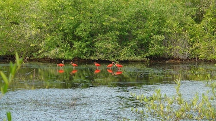 laguna_tacarigua01