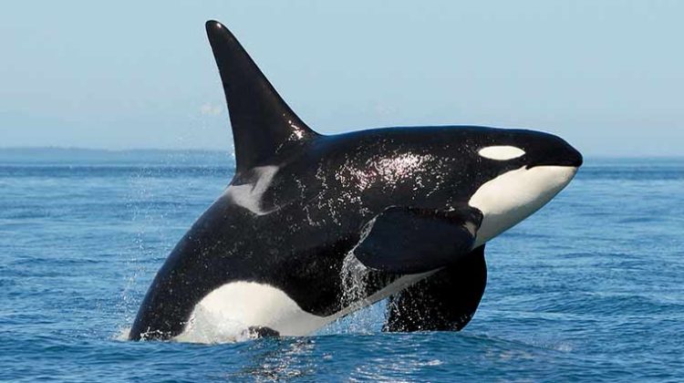 magaizine-spring-2016-orca-dave-ellifrit-center-for-whale-research-nmfs-permit-15569-dfo-sara-272_