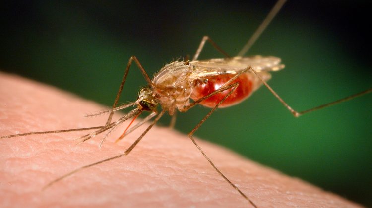 2005
James Gathany, Frank Collins

This photograph depicts a Anopheles funestus mosquito partaking in a blood meal from its human host. Note the blood passing through the proboscis, which has penetrated the skin, and entered a miniscule cutaneous blood vessel.

The Anopheles funestus mosquito, which along with Anopheles gambiae, is one of the two most important malaria vectors in Africa, where more than 80% of the world's malarial disease and deaths occurs. Humans infected with malaria parasites can develop a wide range of symptoms. These vary from asymptomatic infections, i.e., no apparent illness, to the classic symptoms of malaria including fever, chills, sweating, headaches, muscle pains, to severe complications such as cerebral malaria, anemia, and kidney failure, and even death. The severity of the symptoms depends on several factors, including the species of infecting parasite, and the infected humanís acquired immunity and genetic background.