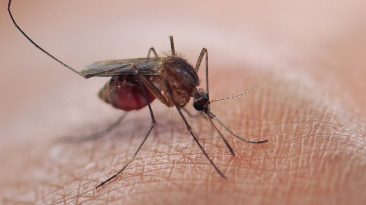 malaria-paludismo