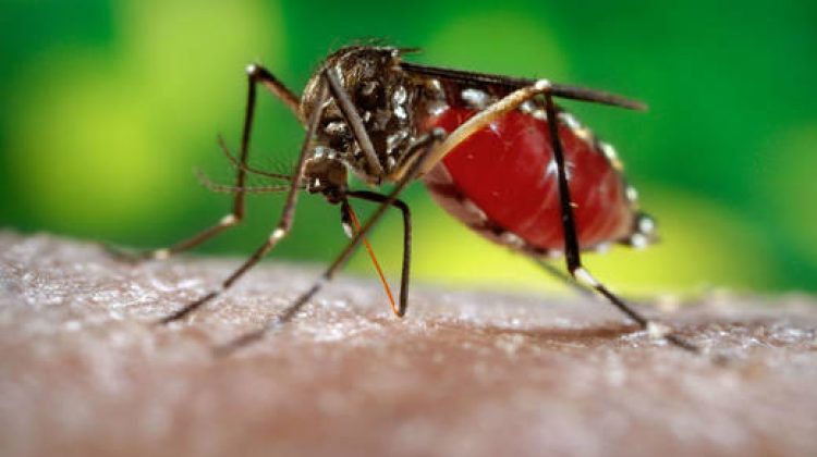 mosquito.520.360