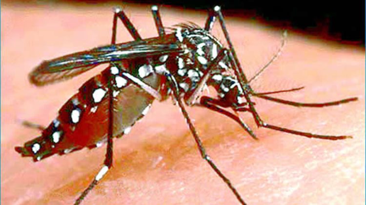 mosquito_malaria