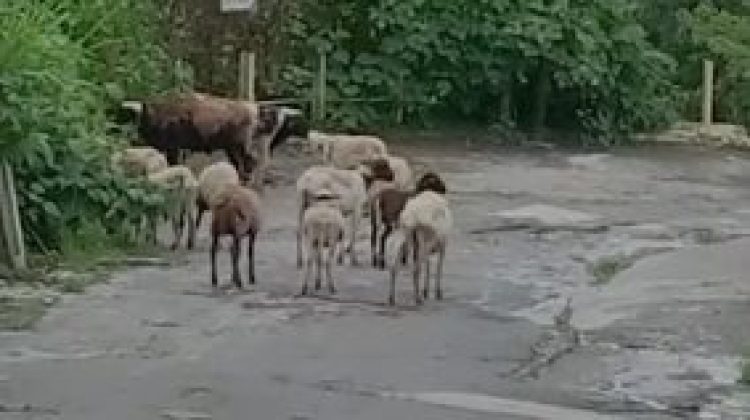 ovejos