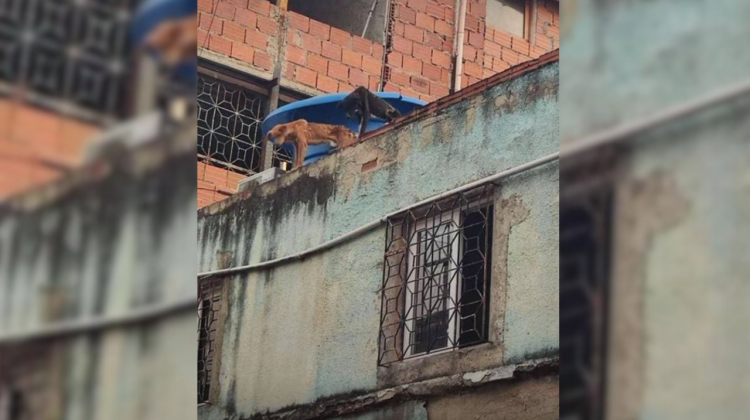 para fotos de la web (81)