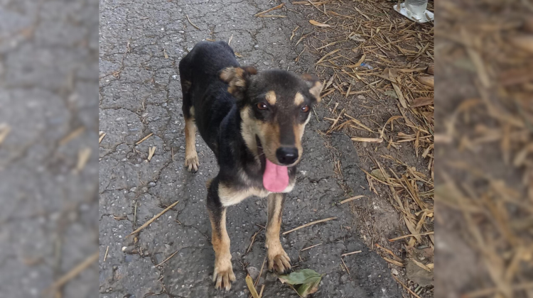 para fotos de la web (92)