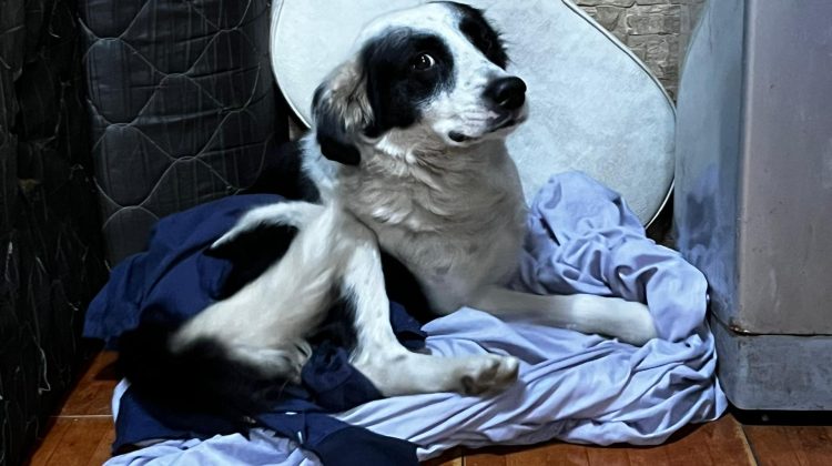 perro