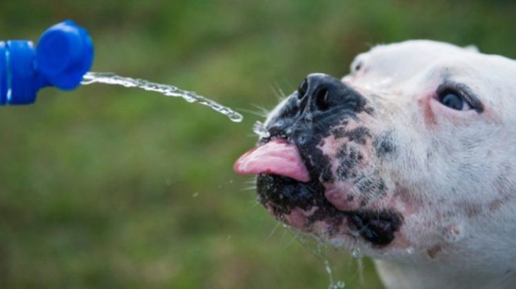 perro-tomando-agua