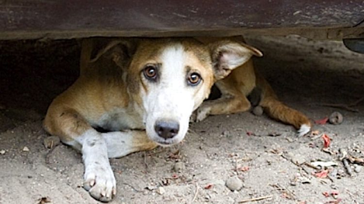 perro_abandonado-Avaaz_550