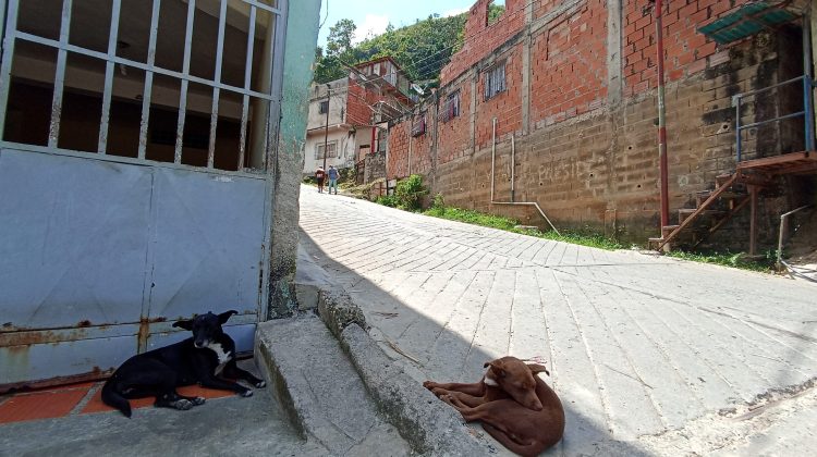 perros colinas del angel