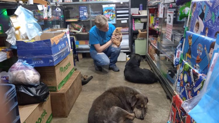 perros librería