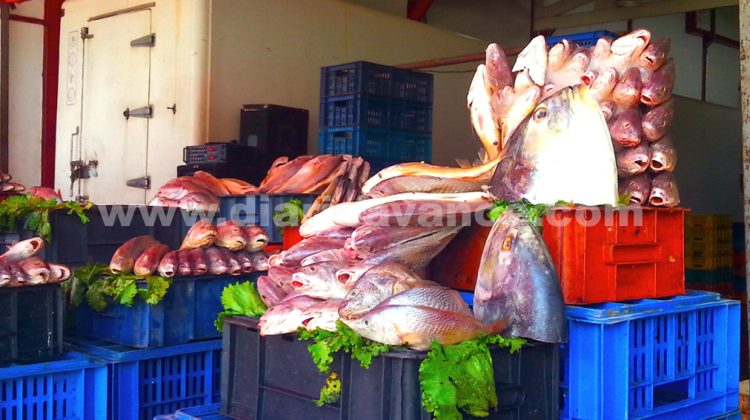 pescados.Luis maizo marca