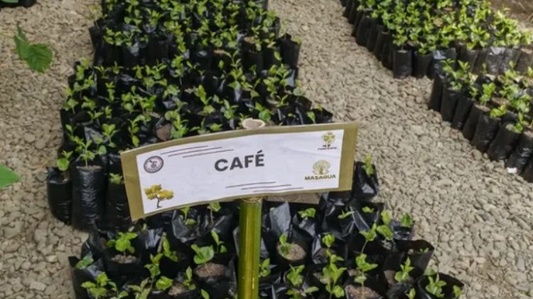 reforestacipon