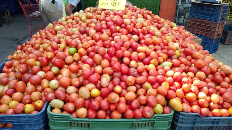 tomate en oferta