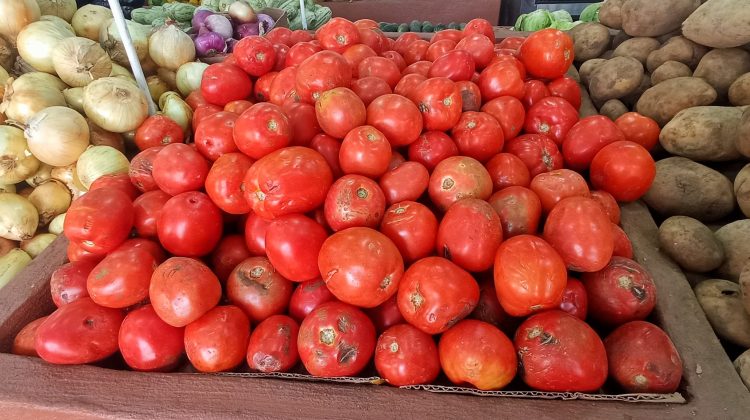 tomates, luis maizo.