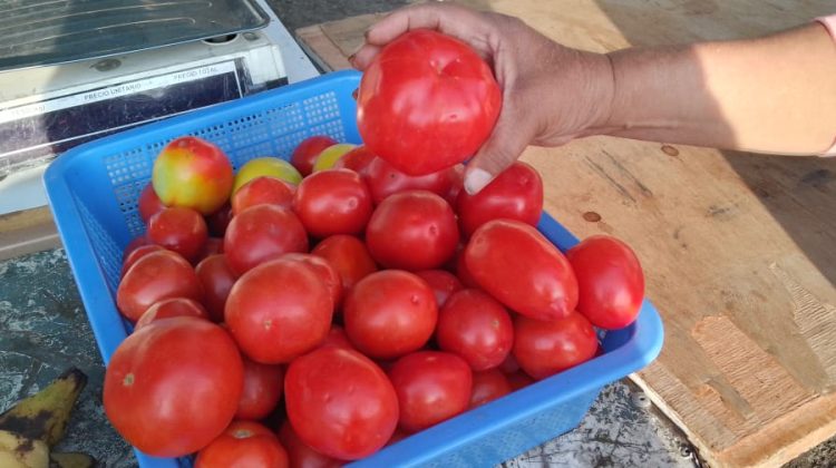 tomates rojitos